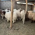 خرفان فواخر نعيم للبيع