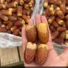 صقعي الدلم