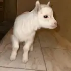 تيس قزمي ابيض معرف جميل مع الاطفال شمال الرياض