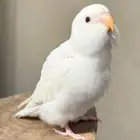 فرخ روز البينو عيون حمره