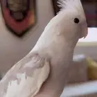 مفقود كروان