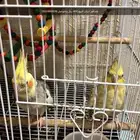 عصافير كروان للبيع 400 ريال وللتواصل