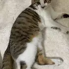 قط تبني