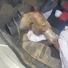 هلتي كبير