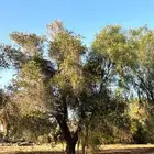 شجر زيتون مثمر عمره فوق 30 سنه