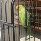 ببغاء درة جدة