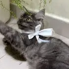 قط شيرازي قريي