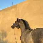 مهر عربي مزيييون بكامل اوراقه