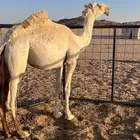للبيع بكره