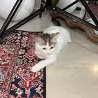 قطوه للتبني الاسم (ساندي)