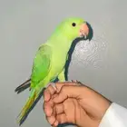 استقبال اي نوع طير تبني