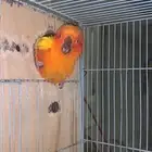 زوج صن كنيور صبغة قوية مع فرخه لاصحاب التميز والانتاج