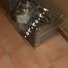 مصيدة قطط