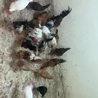 دجاج للبيع