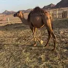 بكره