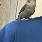 للبيع روز اليف