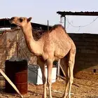 بكاار كفووو