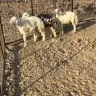 للبيع رخال وخروف