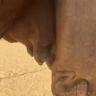 مصعد اليوم سليمة العذاريب الموقع شمال شرق الخرج
