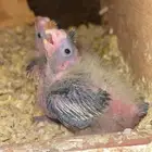 كروان صغار غر بكستاني