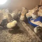 صوص دجاج بلدي