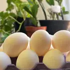 بيض مائدة طازج جملة طعم و جودة