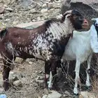 تيس اوشح