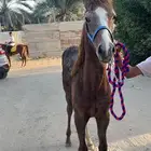 مزاد هجر لبيع الخيل وعرضها