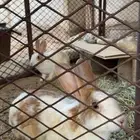للبيع ارنب