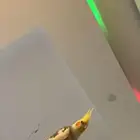 كروان اسمه كوكي