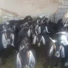 تيوس ثلاجة او مندي للبيع