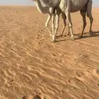 للبيع خلفه الكفو الطويلة تحتها بكره مزيونه