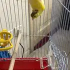 ذكرين كناري