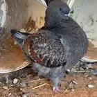 جوز كنق