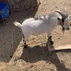 قزميات جنوبي امريكي