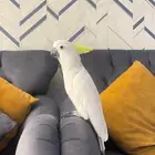 كوكاتو ترايتون (( تم البيع))