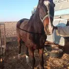 حصان انقلينزي الطبع مع البل مشاءالله