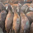 سواكن حمري ماخذه جميع التحصينات تربيه الموقع جده الحرزات