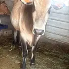 محايل عسير