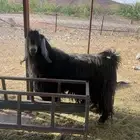 تيس للبيع صنف الصنف