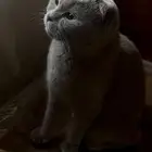 قطة انثى للتزاوج