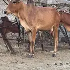 بقره تحتها خبشه