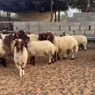 نعيم