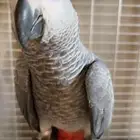 فروخ كاسيكو للبيع