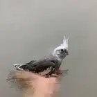 ببغاء كروان