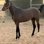 حصان للبيع عمر تقريب 3 سنوات لايشكو من شي