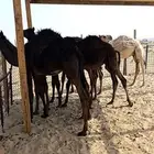 قعدان