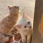 قطط شيرازي ابيض للتبني