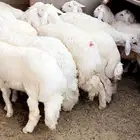 طليان حريه