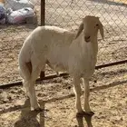 خروف مشروع